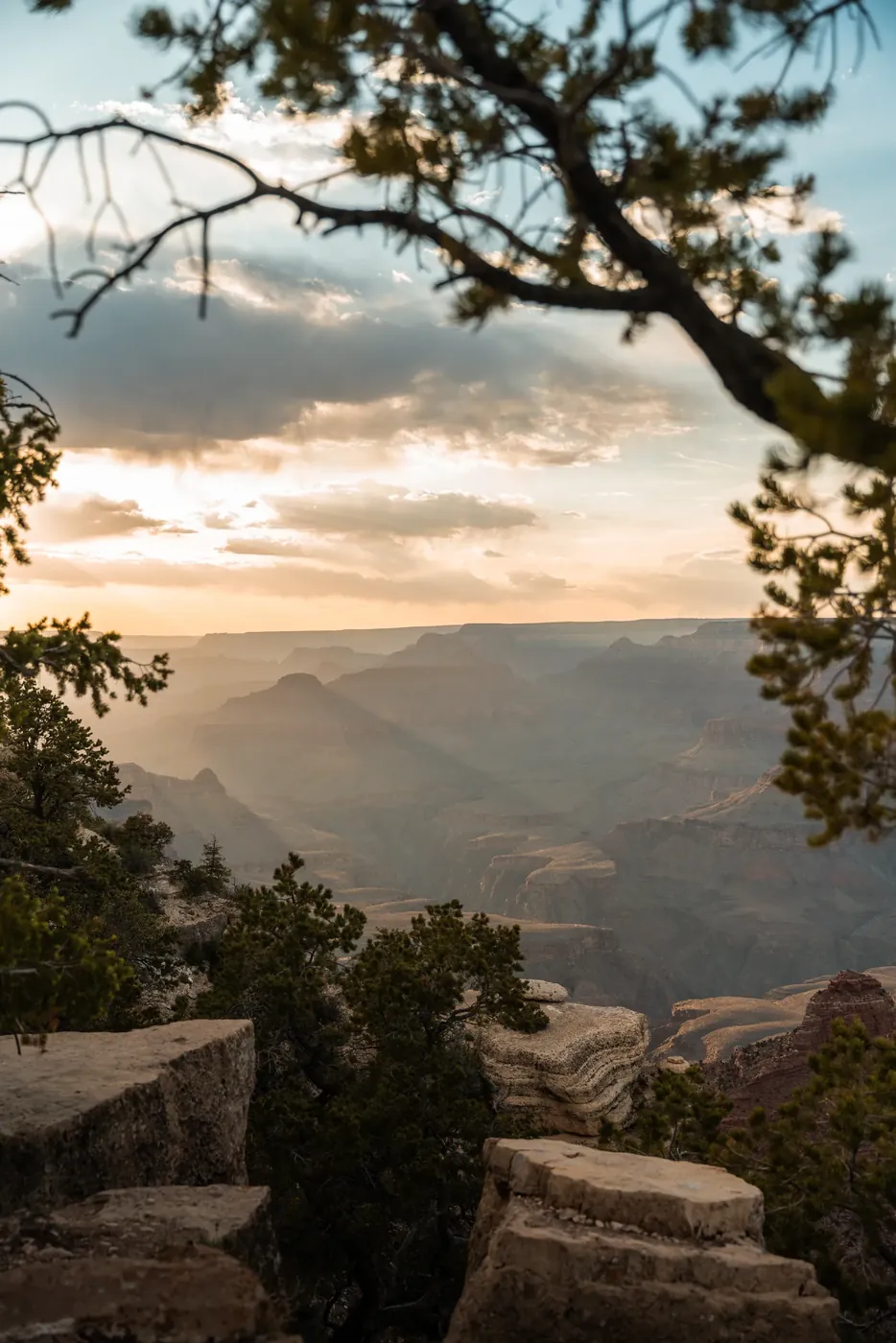 A canyon rim at sunset, framed by a pine branch.