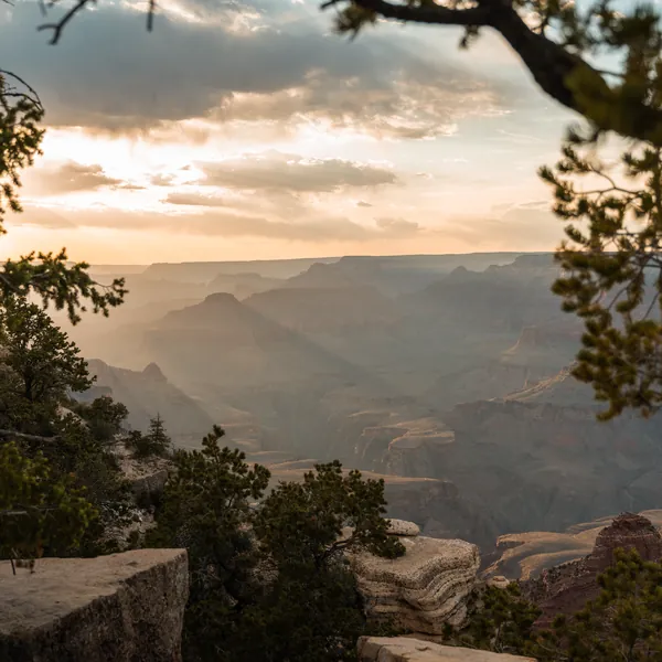 A canyon rim at sunset, framed by a pine branch.