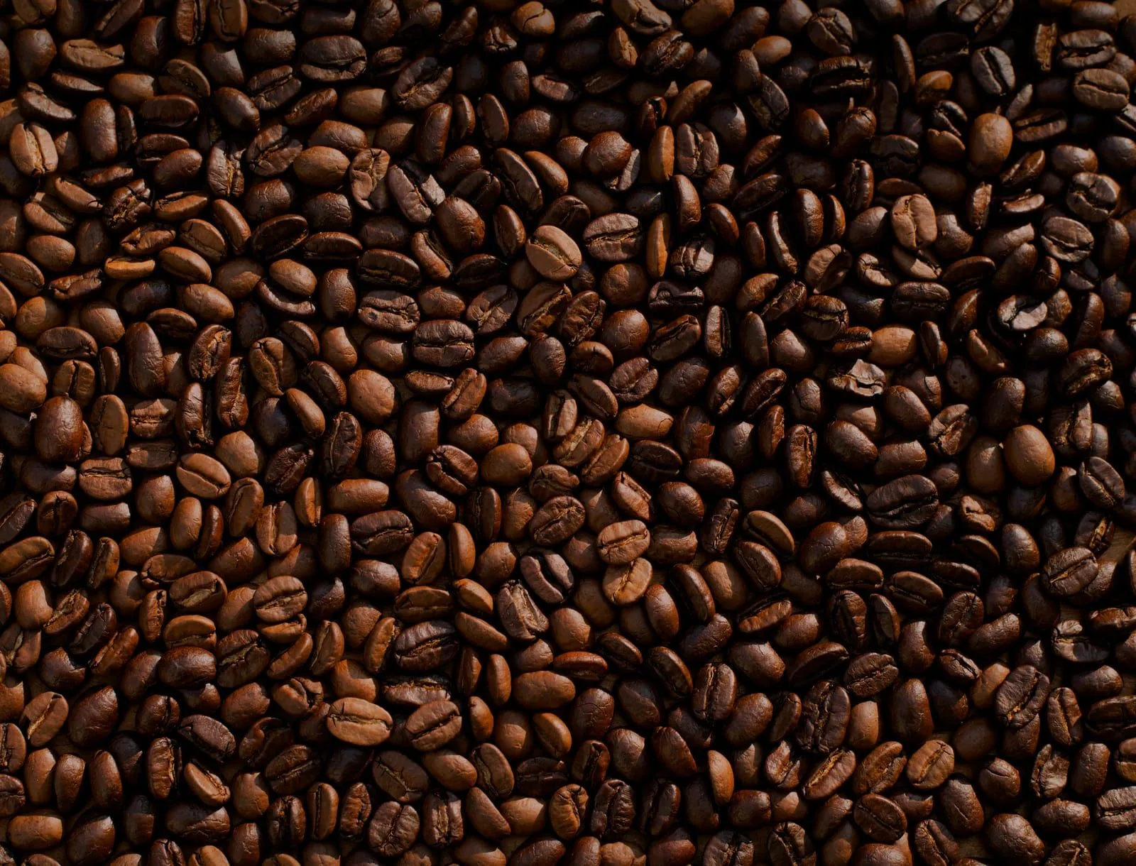 Freshly roasted coffee beans cooling after a Tuesday batch.